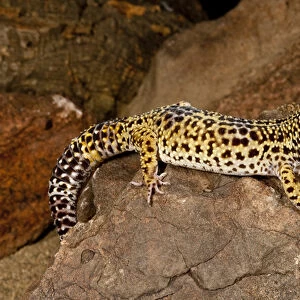 Leopard Gecko Eublepharis macularis Native to Pakistan