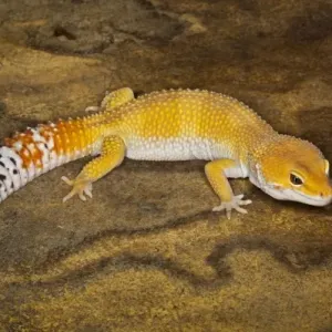 Pakistan Leopard Gecko Print Pakistan Leopard Gecko Print