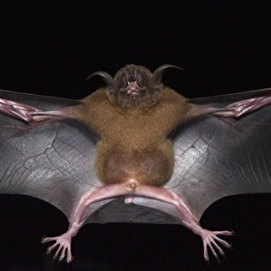 Lesser Bulldog or Fishing Bat (Noctilio albiventris) CAPTIVE Iwokrama Forest Reserve