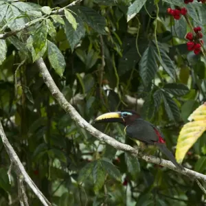 Lettered Aracari Print, Yasuni National Park Ecuador Lettered Aracari Print, Yasuni National Park Ecuador