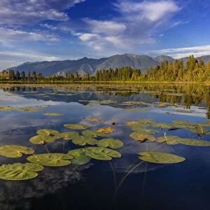 Lilly pads and Swan Range reflects into McWennger Slough near Kalispell, Montana, USA