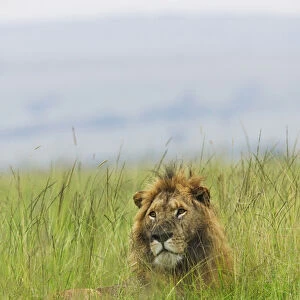 Lion in the grass, Masai Mara National Reserve, Kenya