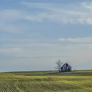Little barn in the middle of a wheat field