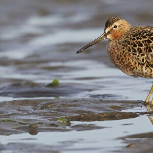 Sandpipers Photographic Print Collection: Long Billed Dowitcher