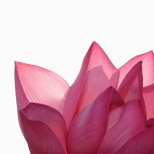 Lotus flower [Nelumbio speciosum] in full bloom