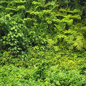 Lush vegetation at Akaka Falls State Park, Hamakua Coast, Big Island, Hawaii, USA