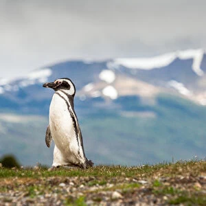Magellanic Penguin with mountainous background