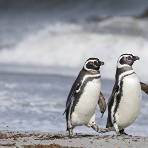 Magellanic Penguin (Spheniscus magellanicus), on beach. South America, Falkland Islands