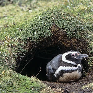 Magellanic penguin (Spheniscus magellanicus) at burrow