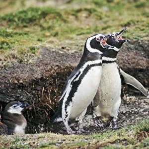 Magellanic penguin (Spheniscus magellanicus) parents with chick at burrow