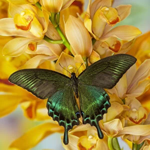 Male Asian swallowtail butterfly, Papilio bianor, on large golden cymbidium orchid