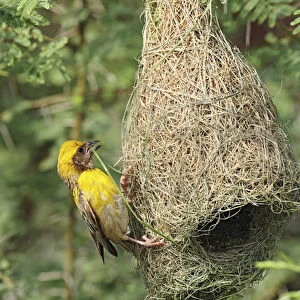 Male Baya Weaver Bird building the nest, Keoladeo National Park, India