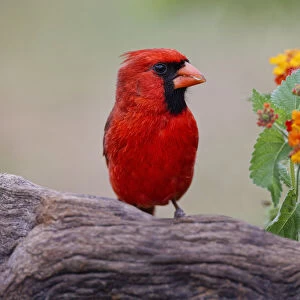 Male cardinal and flowers, Rio Grande Valley, Texas