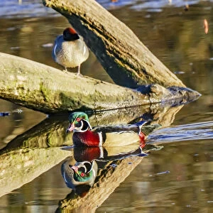 Male Carolina duck swimming, Juanita Bay Park, Kirkland, Washington State