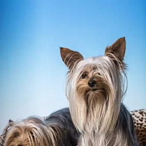 Male and female adult Teacup Yorkshire Terrier dogs. (PR)