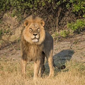 male lion looking at viewer, close up