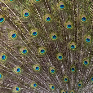 Male Peacock with fanned out tail, Middleton Place Plantation, South Carolina