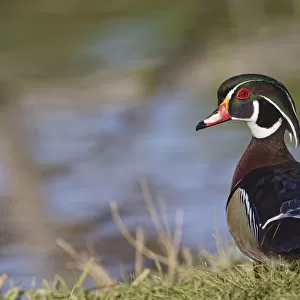 Male, wood Duck, Kentucky