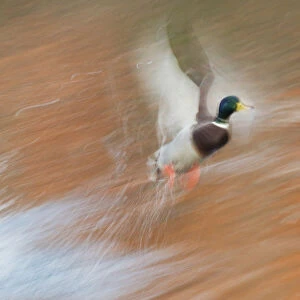 Mallard Drake; taking flight in slow motion