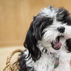 Maltipoo puppy sitting in a basket yawning