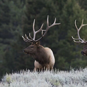 Mature Elk Bulls sizing one another up