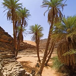 Mauritania, Adrar, Terjit oasis, Vertical view