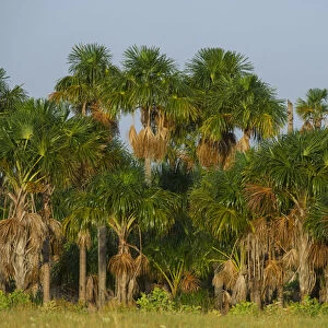 Mauritia (Moriche) Palm (Mauritia flexuosa) Savanna Rurununi GUYANA South America