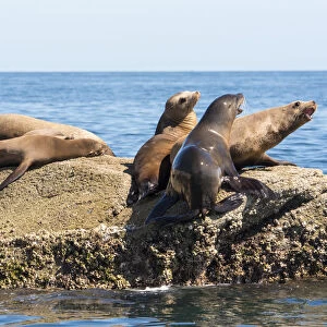 Mexico, Baja California Sur. Isla Coronado California Sea Lion colony haul out called La Lobera
