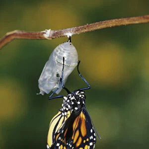 Monarch (Danaus plexippus) pupa / chrysalis before emergence Marion Co. IL
