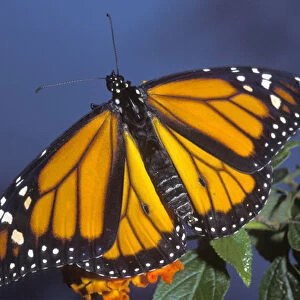 Monarch on lantana, Danaus plexippus, controlled, Florida