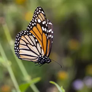 Monarch suspended in spider web