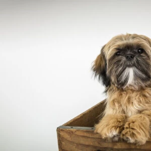 Five month old Shih Tzu puppy sitting in a wooden crate. (PR)