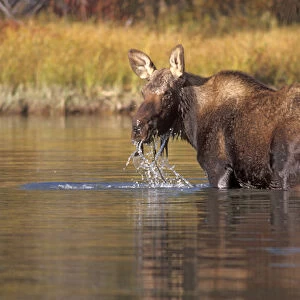 moose, Alces alces, yearling feeding on plants in a river, Grand Teton National Park