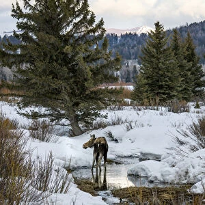 Moose at Grand Teton National Park, Wyoming, US