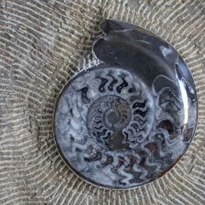 Morocco, fossil polishing and teatment, natulis spiral shell fossil