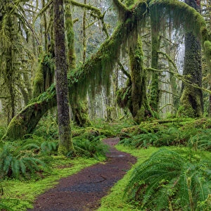 Mossy lush forest along the Maple Glade Trail in the Quinault Rain Forest in Olympic National Park
