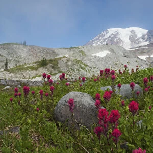 Mount Rainier, lavender paintbrush