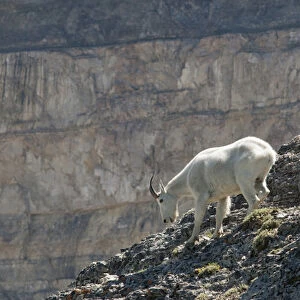 Mountain Goat, Oreamnos Americanus, on rocky ledge, Mount Timpanogas Wilderness