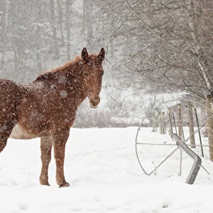 Mule and falling snow, Kalispell, Montana
