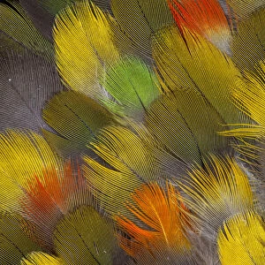 Multi-colored breast feather design from different Parrots