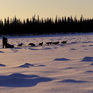 N. A. USA, Alaska, Iditarod Trail Maria Hayashida races dog sled in the Iditarod