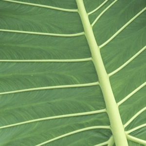 N. A. USA, Hawaii, Maui, Hana Viens of Elephant Ear palm leaf