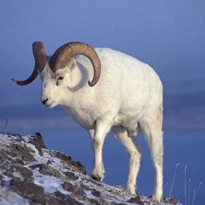 NA, USA, Alaska, A Dall sheep ram (Ovis dalli) walks up a mountain slope during the