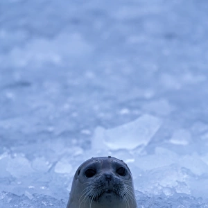 NA, USA, Alaska, Prince William Sound, A harbor seal (Phoca vitulina) pokes its head