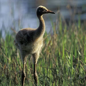 NA, USA, Florida, Central Florida 4-week-old Whooping crane chick (Grus americana)