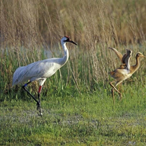 NA, USA, Florida, Central Florida Whooping crane chick (Grus americana) tries