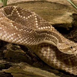 Neotropical Rattlesnake, Crotalus durissus, poised to strike with a venomous bite