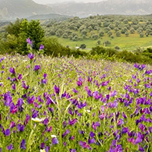 North Africa, Morocco, Ifrane, spring flowers bloom. Verbena, Coreopsis, Daisey, lavender