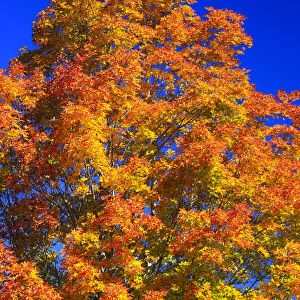 North America, Canada, Nova Scotia, Cape Breton, Cabot Trail, Tree in Fall colours
