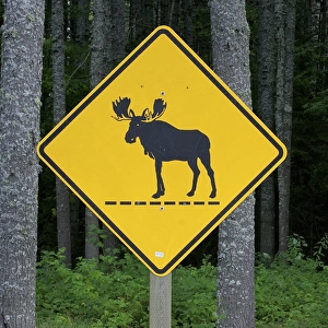North America, United States, Maine. A sign among the trees in the Moosehead Lake